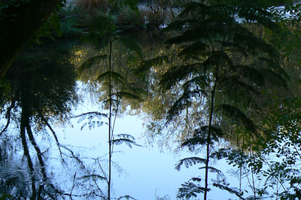 Las acacias nadan en el Tambre.
