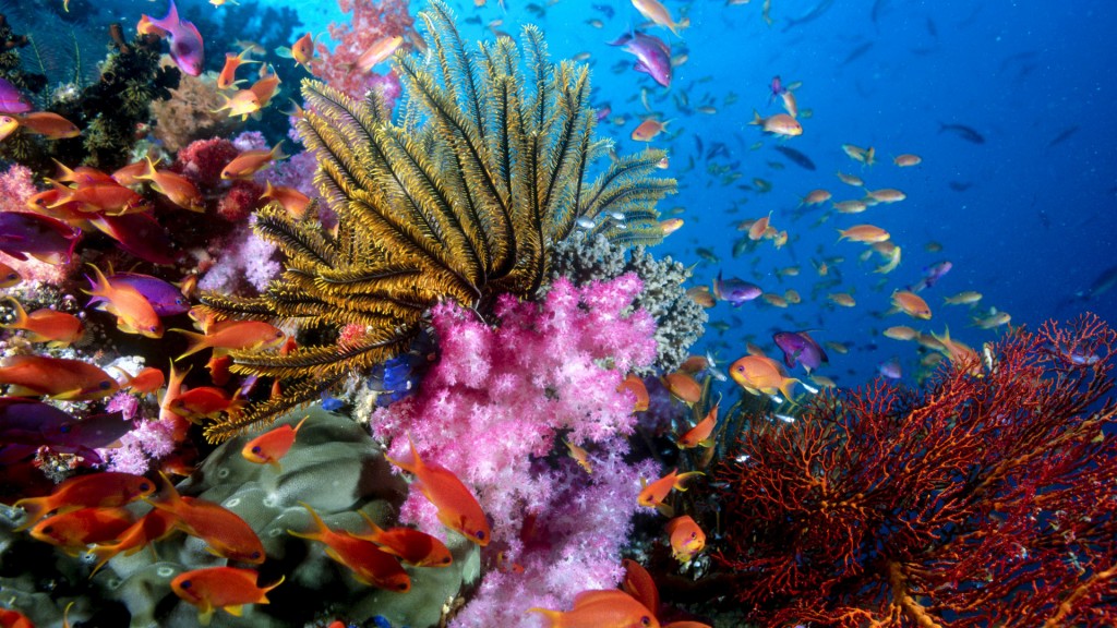 Los corales de Los Frailes.